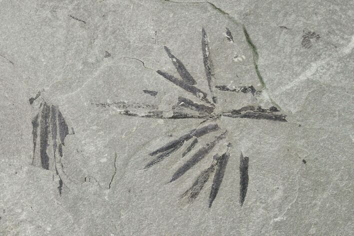 Pennsylvanian Fossil Horsetail (Annularia) Plate - Kentucky #158842